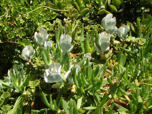 Kirstenbosch National Botanical Garden.